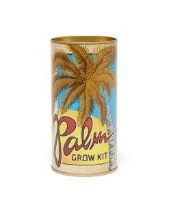 The Jonsteen Company Living Palm Tree - Seed Grow Kit - Royal Palm